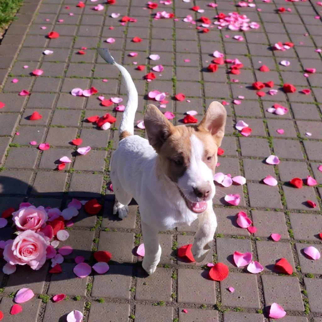 LG-Barbara, a Adoptable mixed breed in Seven Points, TX image 2/3