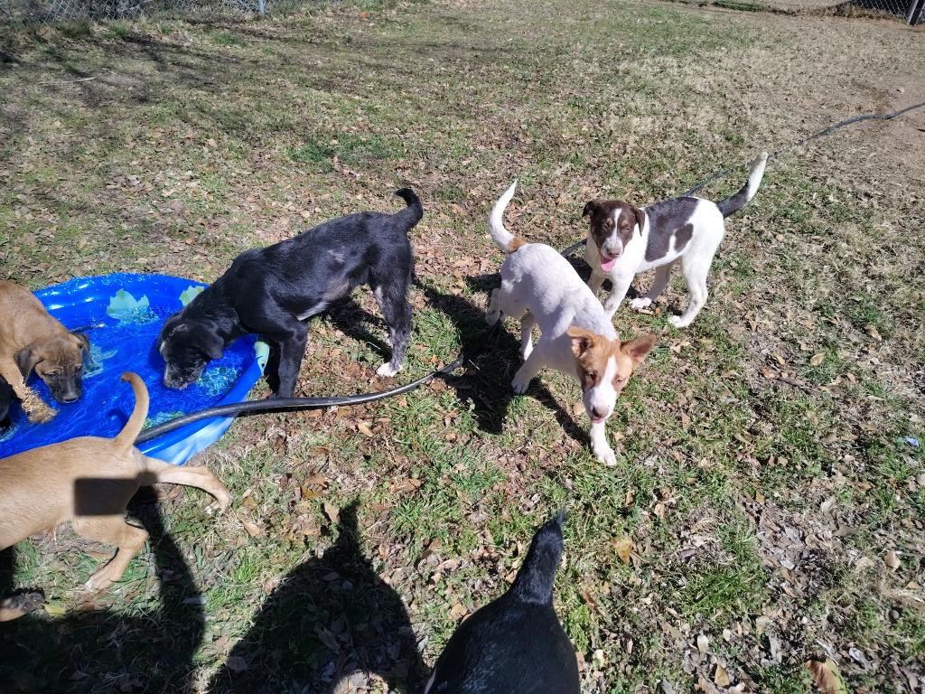 LG-Barbara, a Adoptable mixed breed in Seven Points, TX image 3/3
