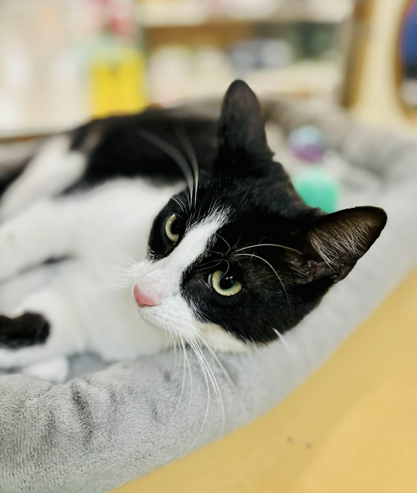 Oliver, adopted, Young Male Domestic Short Hair.