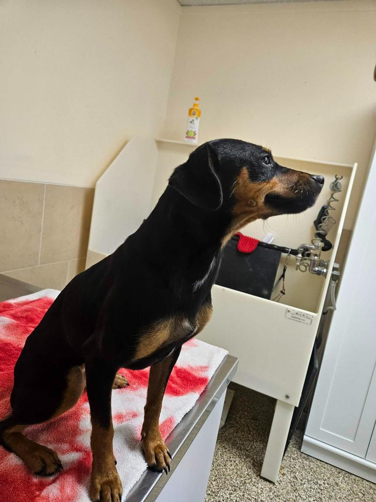 Jade, a Adoptable mixed breed in Pratt, KS image 1/3