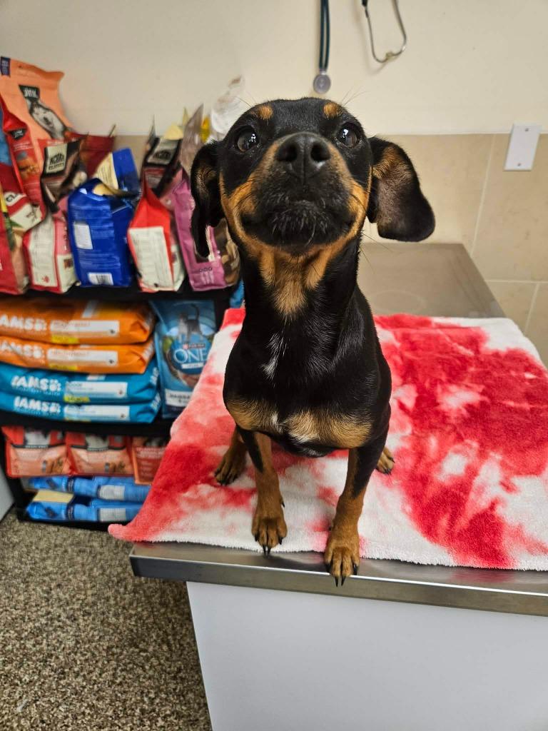 Jade, a Adoptable mixed breed in Pratt, KS image 2/3