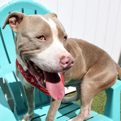 Gabby, Adoptable, Adult Female Terrier & Mixed Breed.