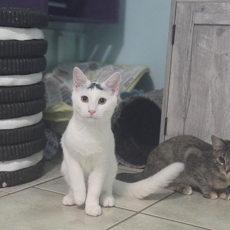 Brew, Adoptable, Kitten Male Domestic Short Hair.
