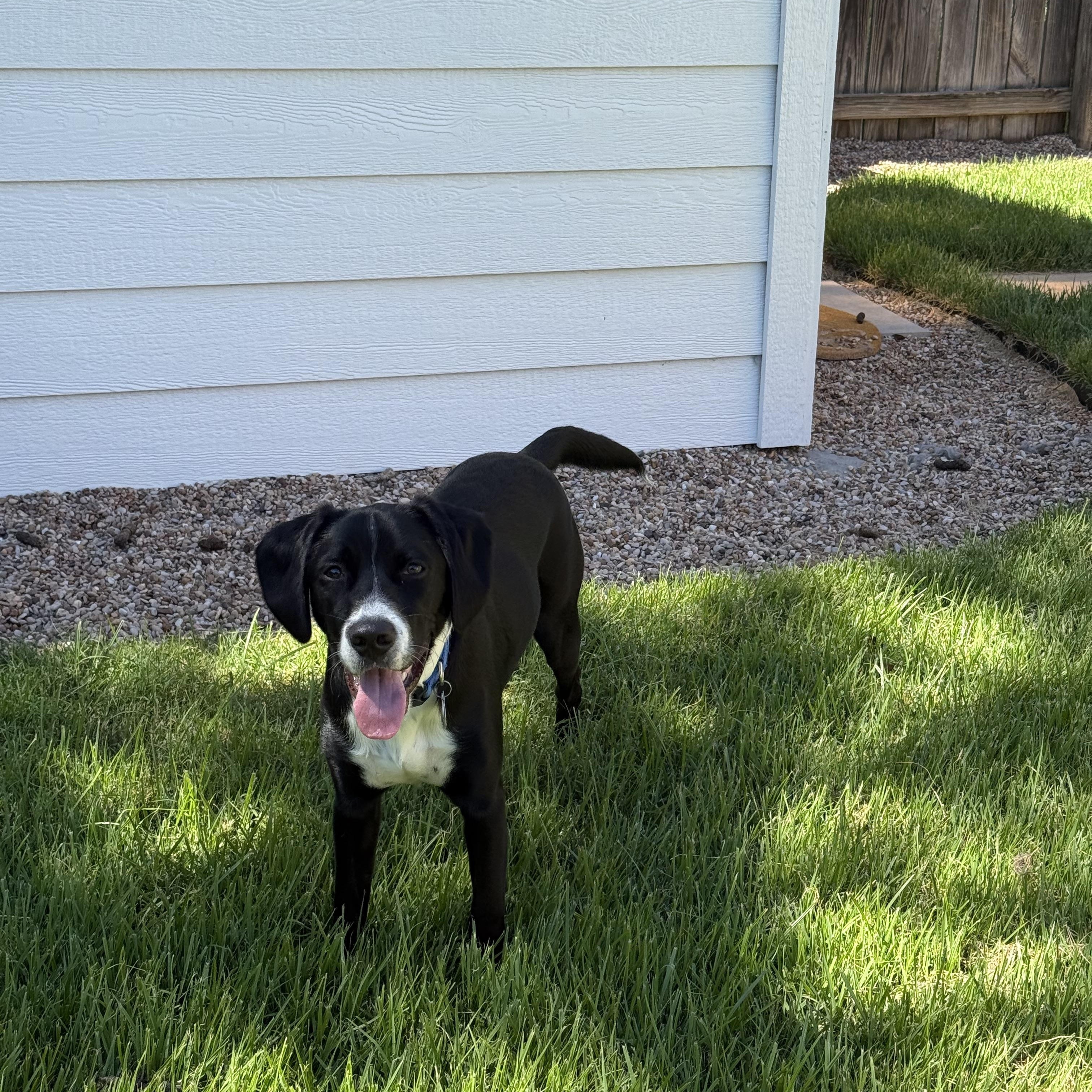 Lemongrass, a Adoptable mixed breed in Austin, TX image 6/6