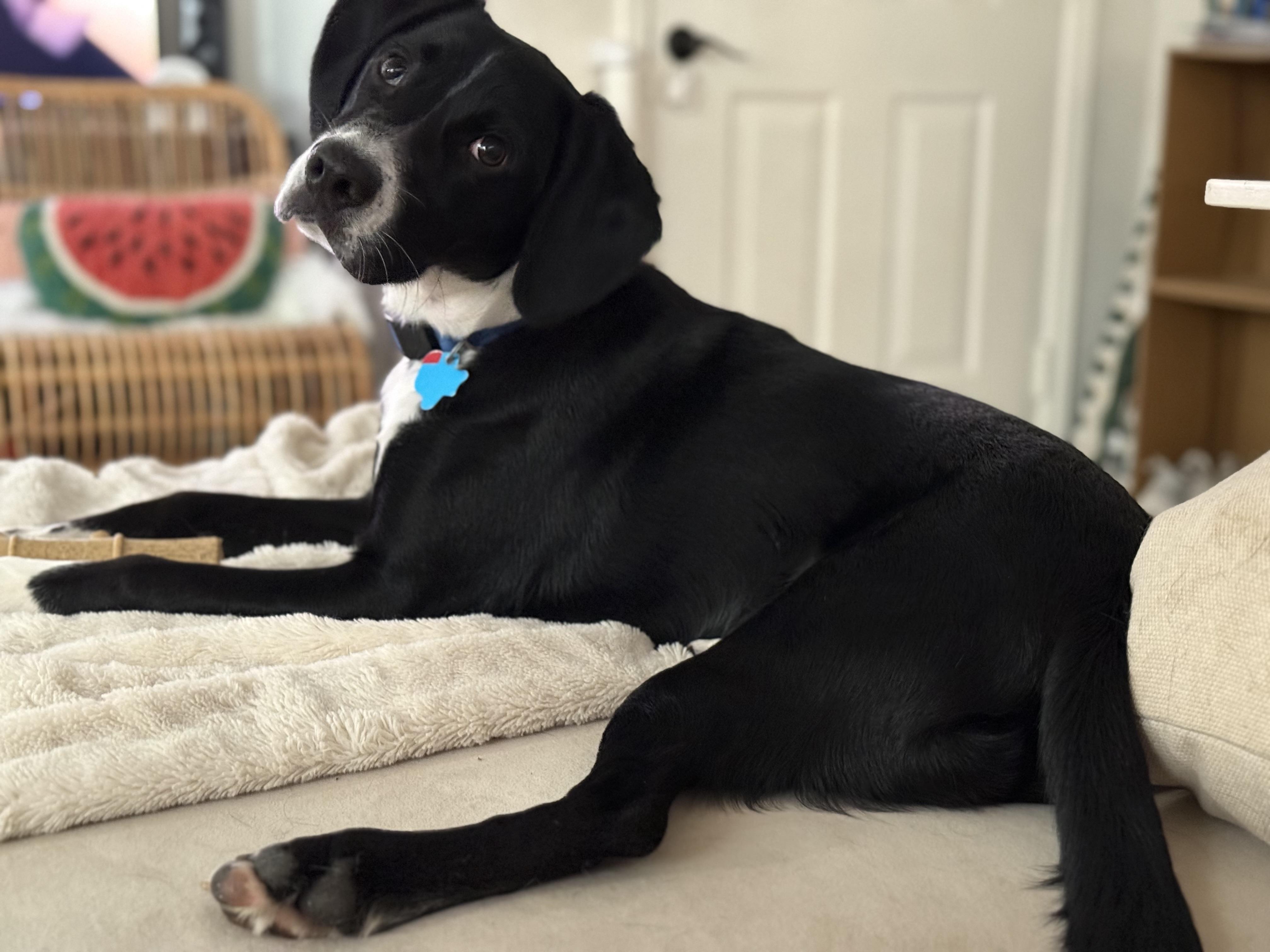 Lemongrass, Adoptable, Puppy Male Cocker Spaniel & Australian Cattle Dog / Blue Heeler.