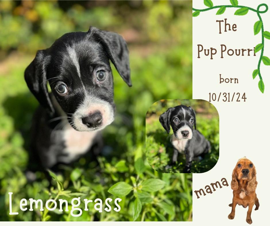 Lemongrass, a Adoptable mixed breed in Austin, TX image 2/6