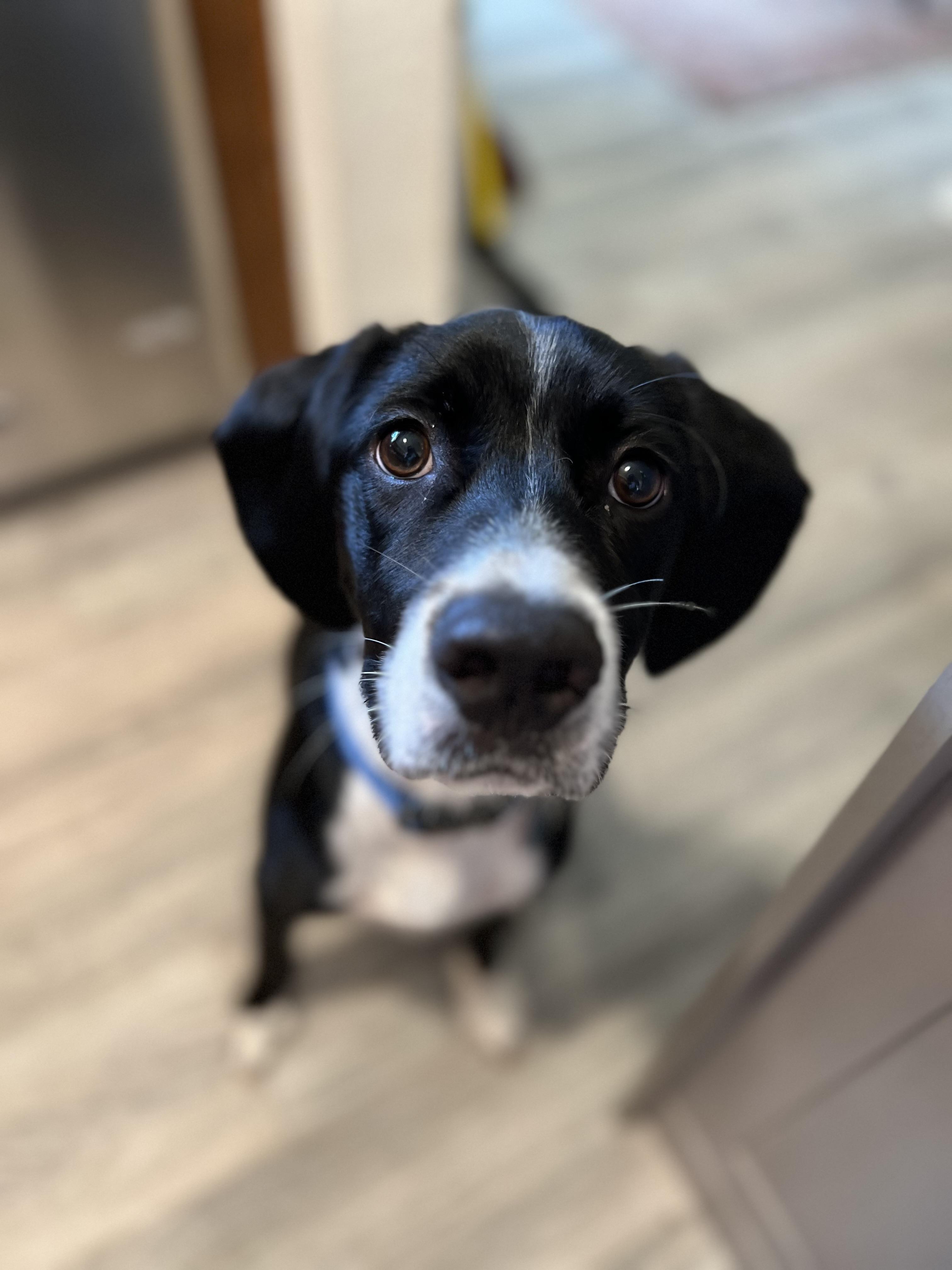 Lemongrass, a Adoptable mixed breed in Austin, TX image 3/6