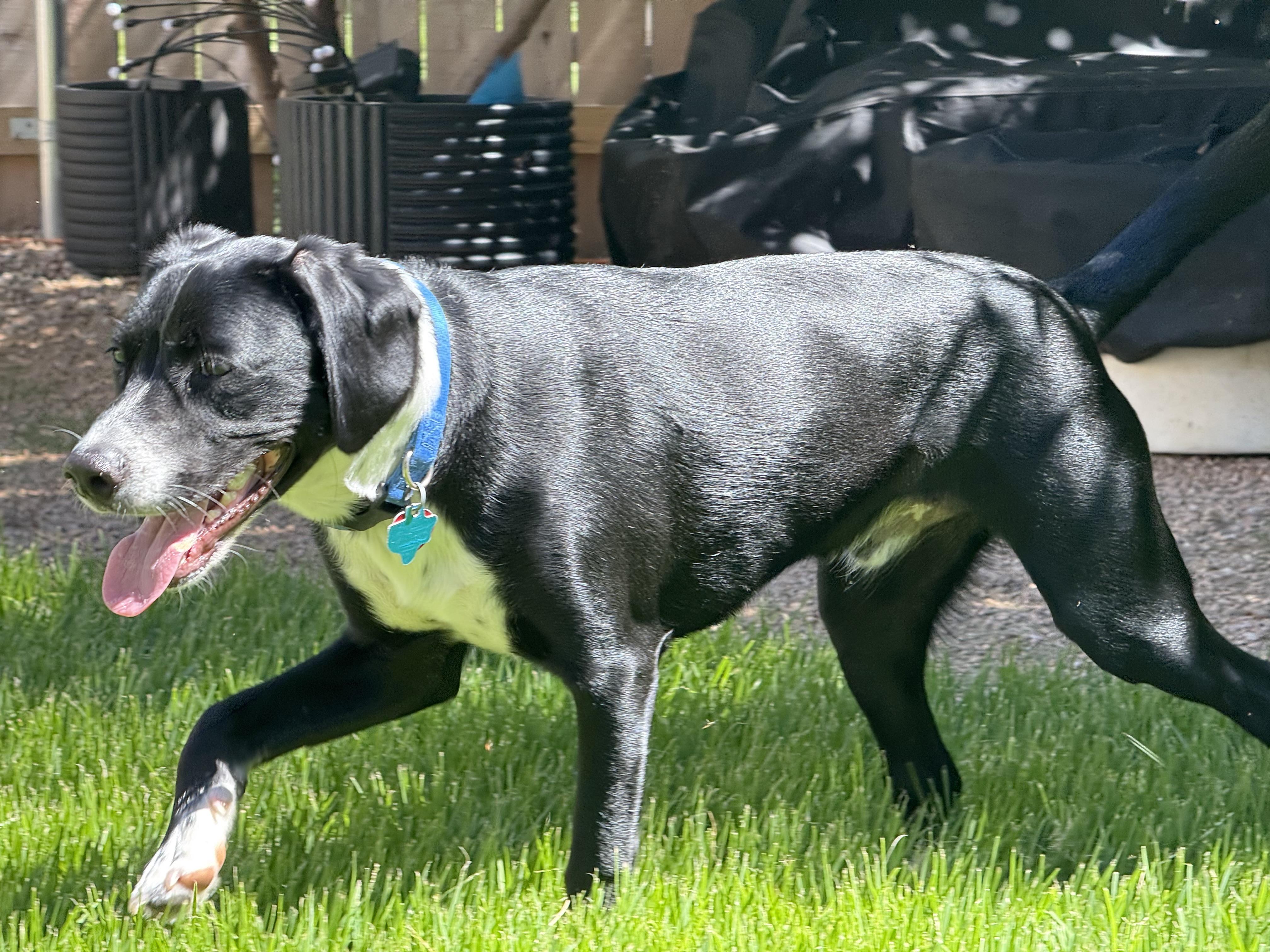 Lemongrass, a Adoptable mixed breed in Austin, TX image 4/6