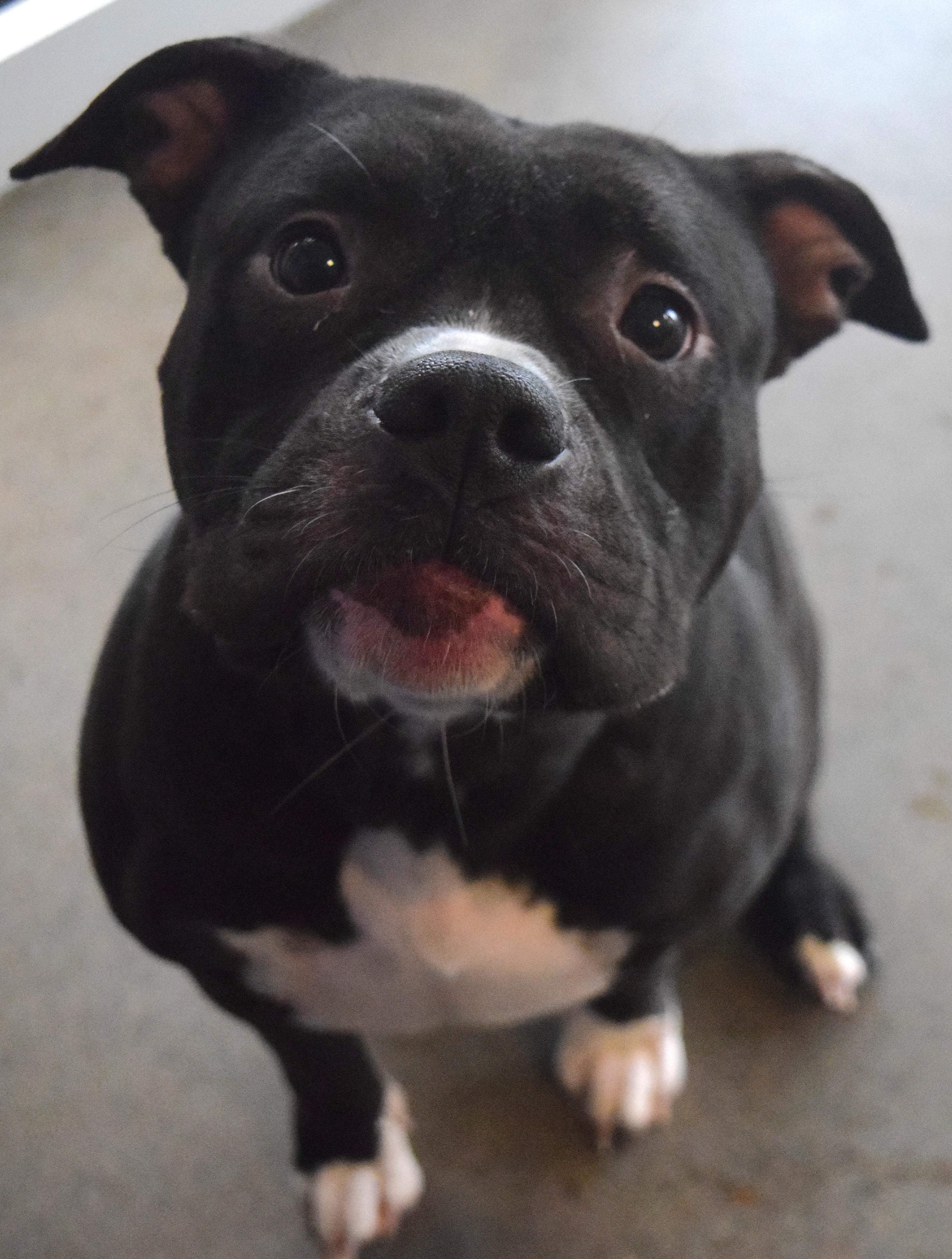 Enlarge #21761 "Miabee" , an adopted mixed breed in Broken Arrow, OK image 1/1