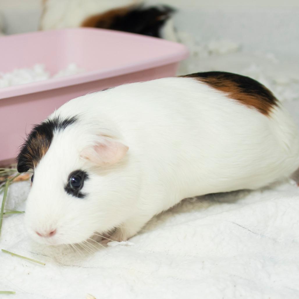 Ruby, a Adoptable Guinea Pig in Middletown, RI image 1/2