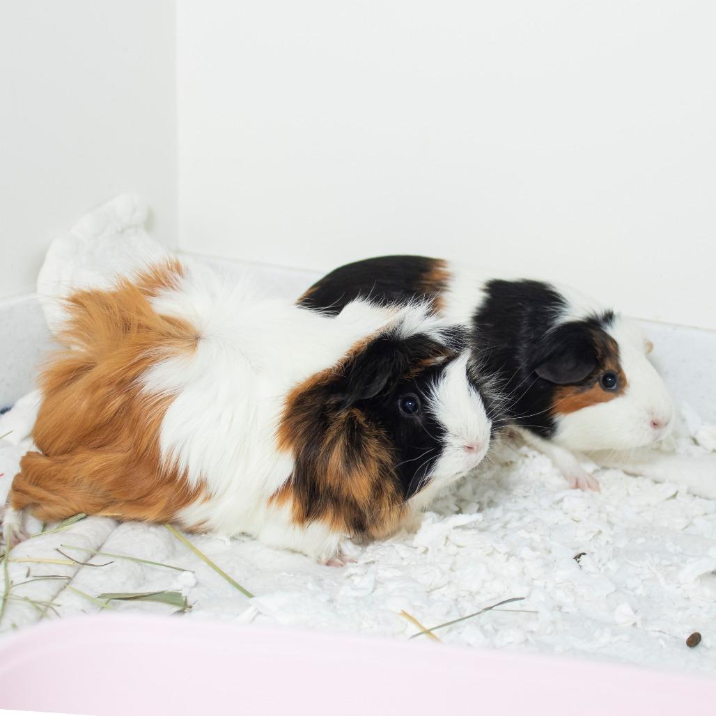 Ruby, a Adoptable Guinea Pig in Middletown, RI image 2/2