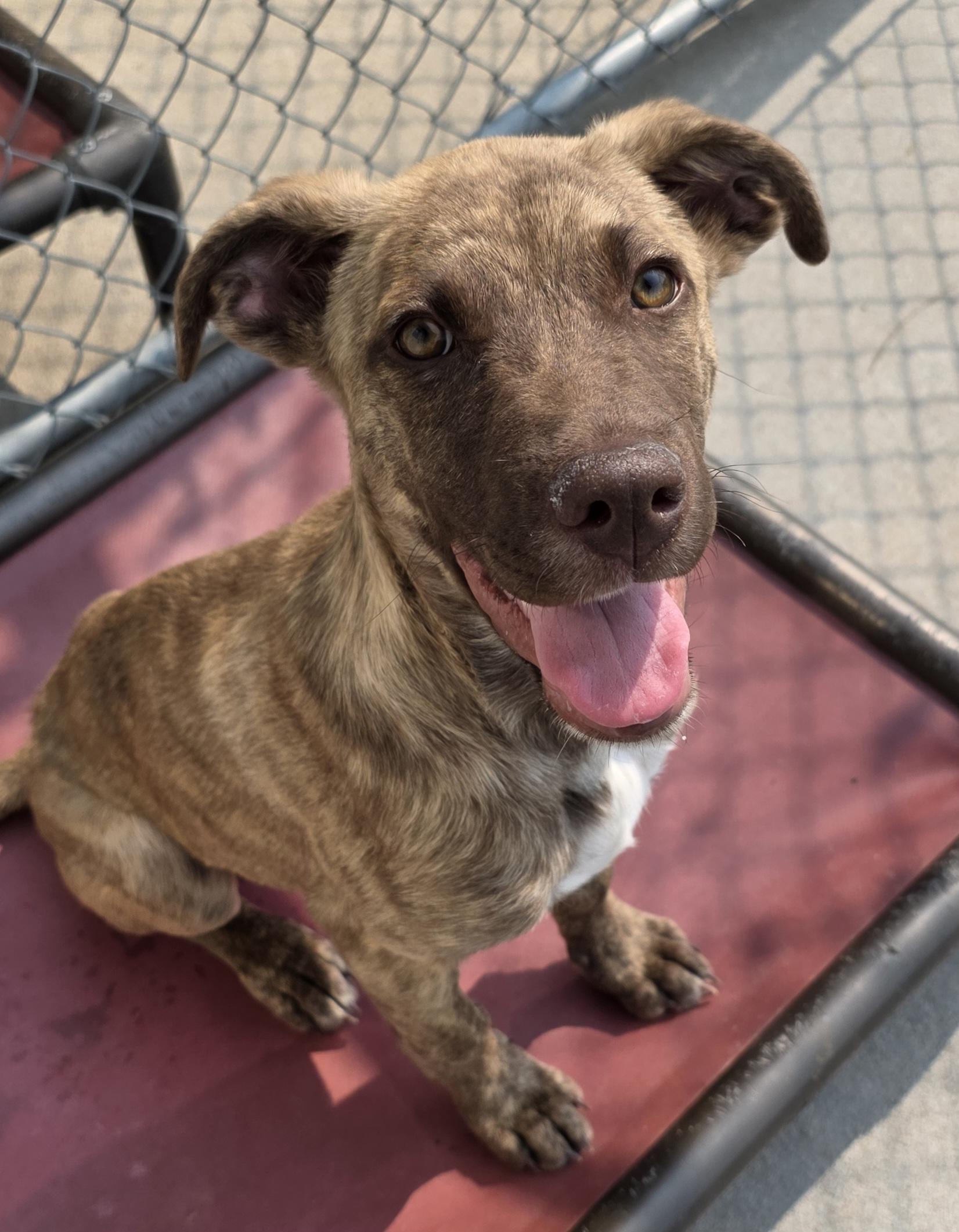 Apollo, an adoptable Pit Bull Terrier in Polson, MT, 59860 | Photo Image 1