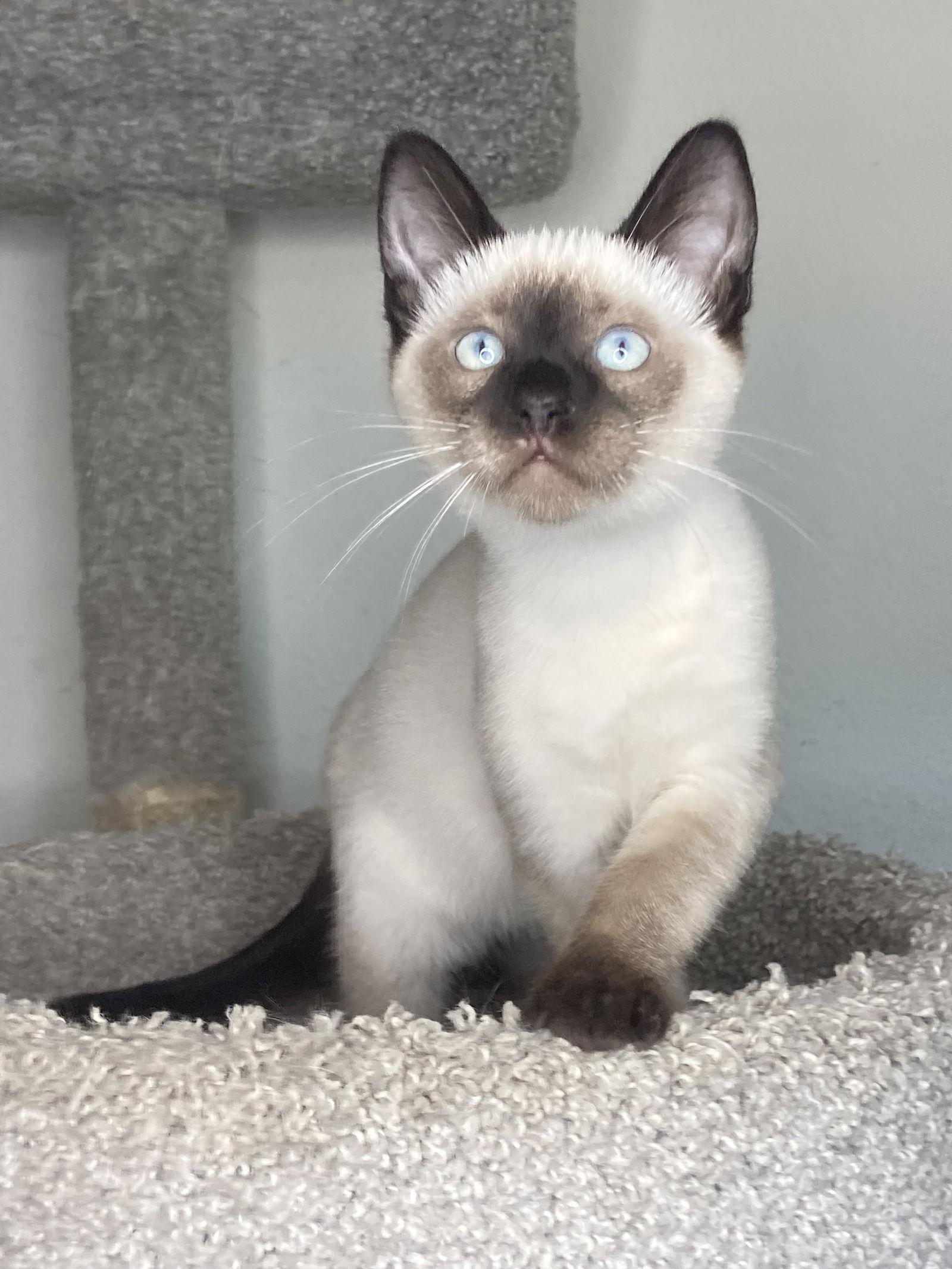 BLUE, Adoptable, Kitten Male Domestic Short Hair & Siamese.