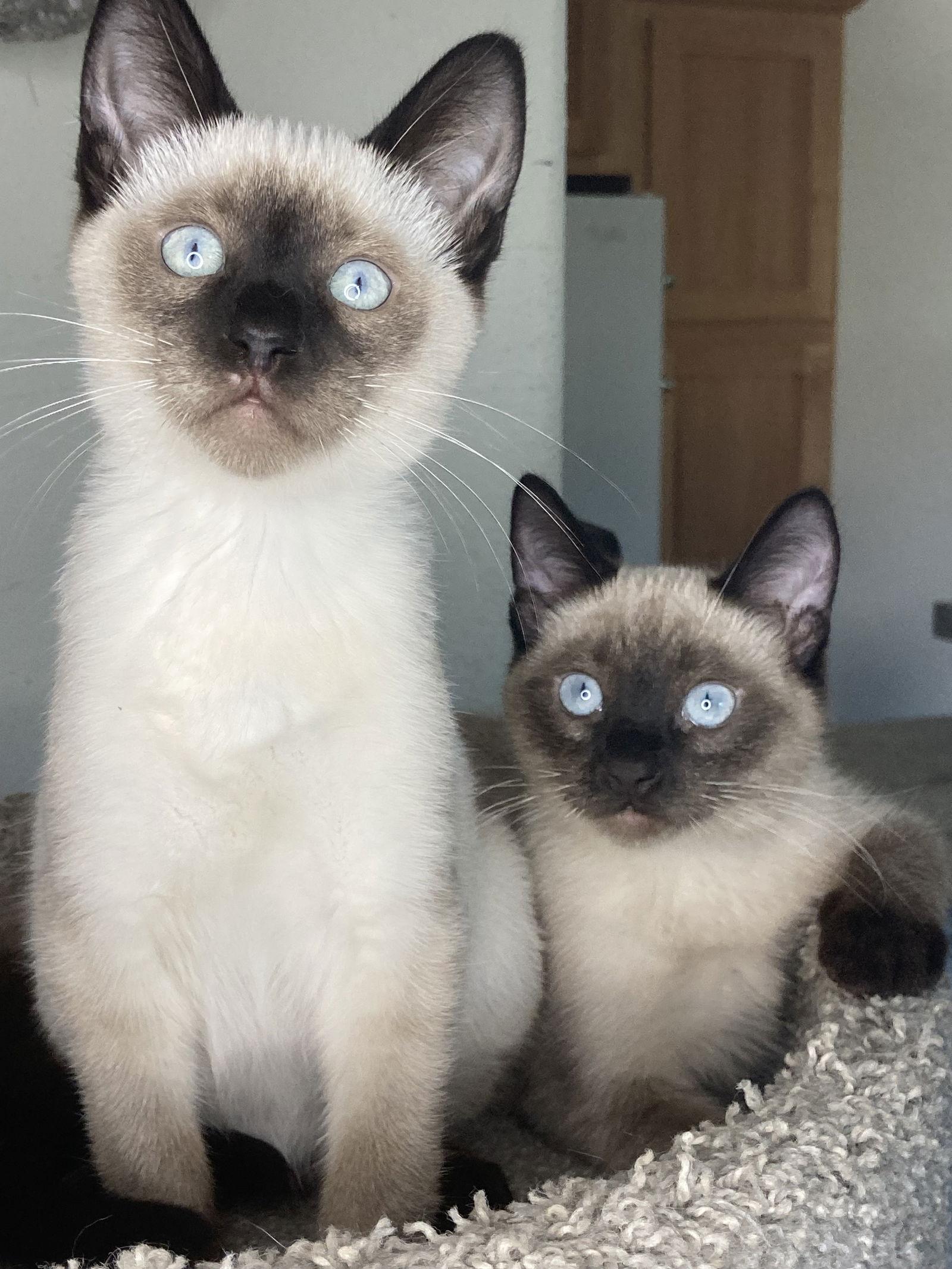 Enlarge BLUE, a Adoptable mixed breed in San Diego, CA image 2/3