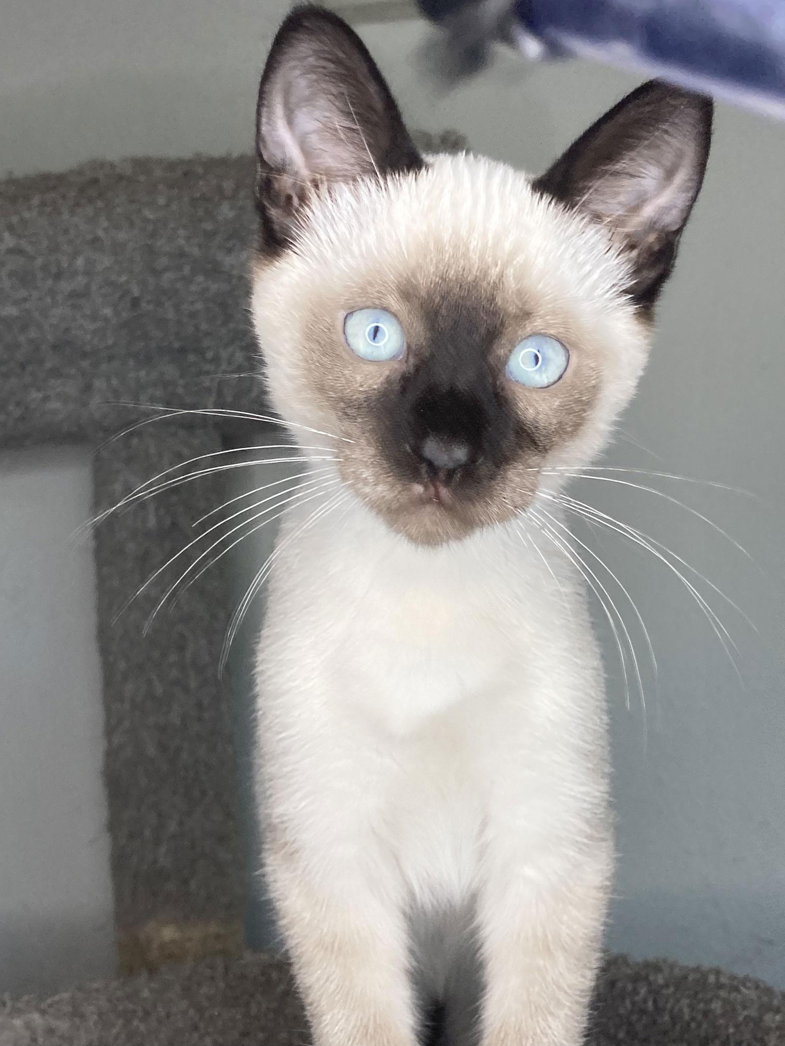 Enlarge BLUE, a Adoptable mixed breed in San Diego, CA image 3/3