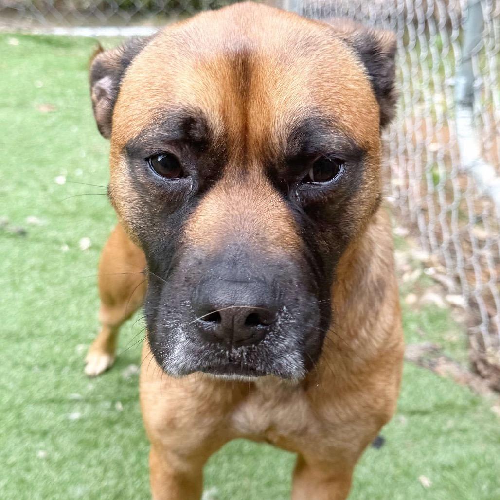 CoCo, Adoptable, Adult Female Boxer & Mixed Breed.