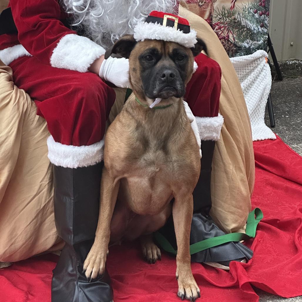 CoCo, a Adoptable mixed breed in Opelika, AL image 2/6