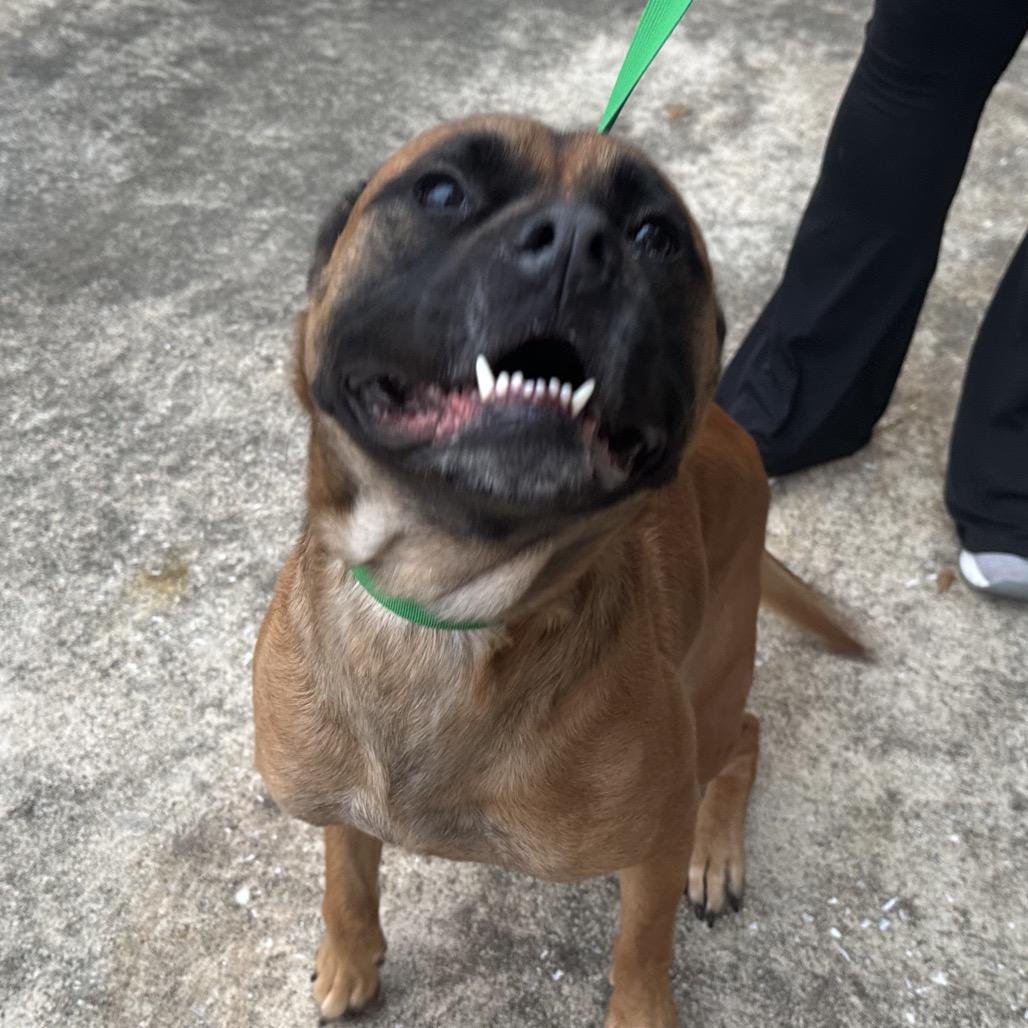 CoCo, a Adoptable mixed breed in Opelika, AL image 3/6
