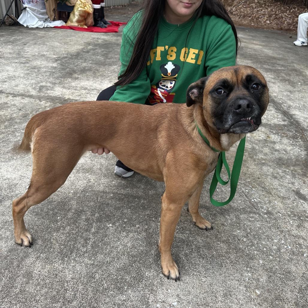 CoCo, a Adoptable mixed breed in Opelika, AL image 4/6