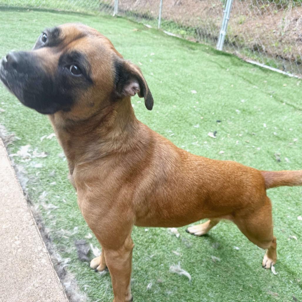 CoCo, a Adoptable mixed breed in Opelika, AL image 5/6
