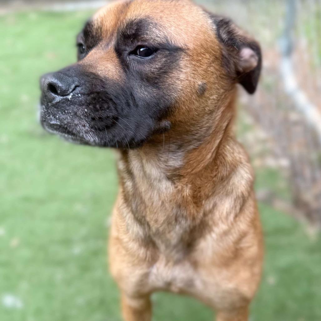 CoCo, a Adoptable mixed breed in Opelika, AL image 6/6