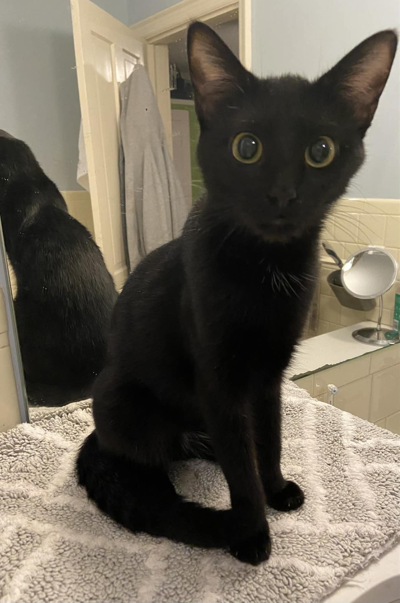 Shimmer, Adopted, Kitten Female Domestic Short Hair.