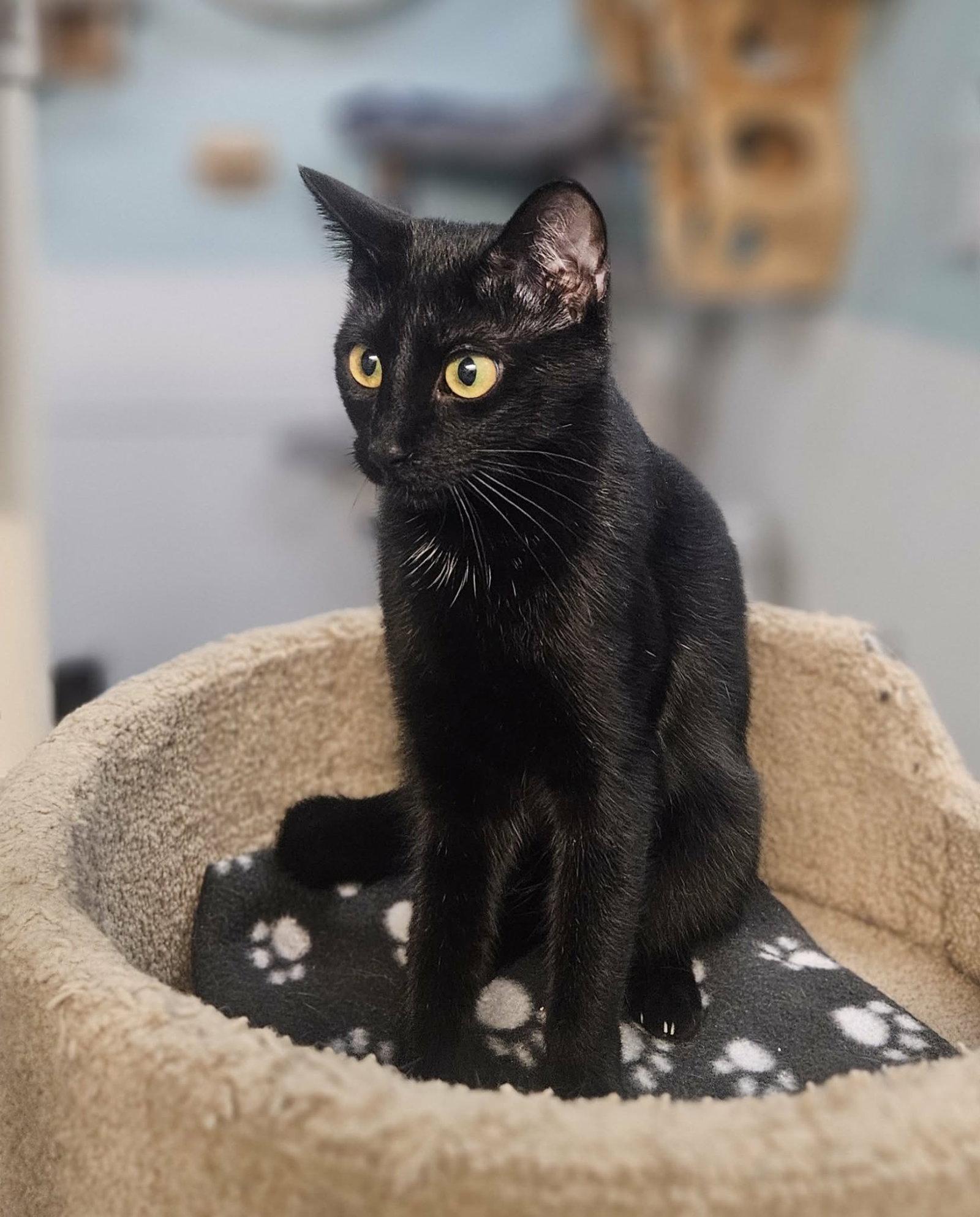 Enlarge Shimmer, a Adopted Domestic Short Hair in Gonic, NH image 2/3