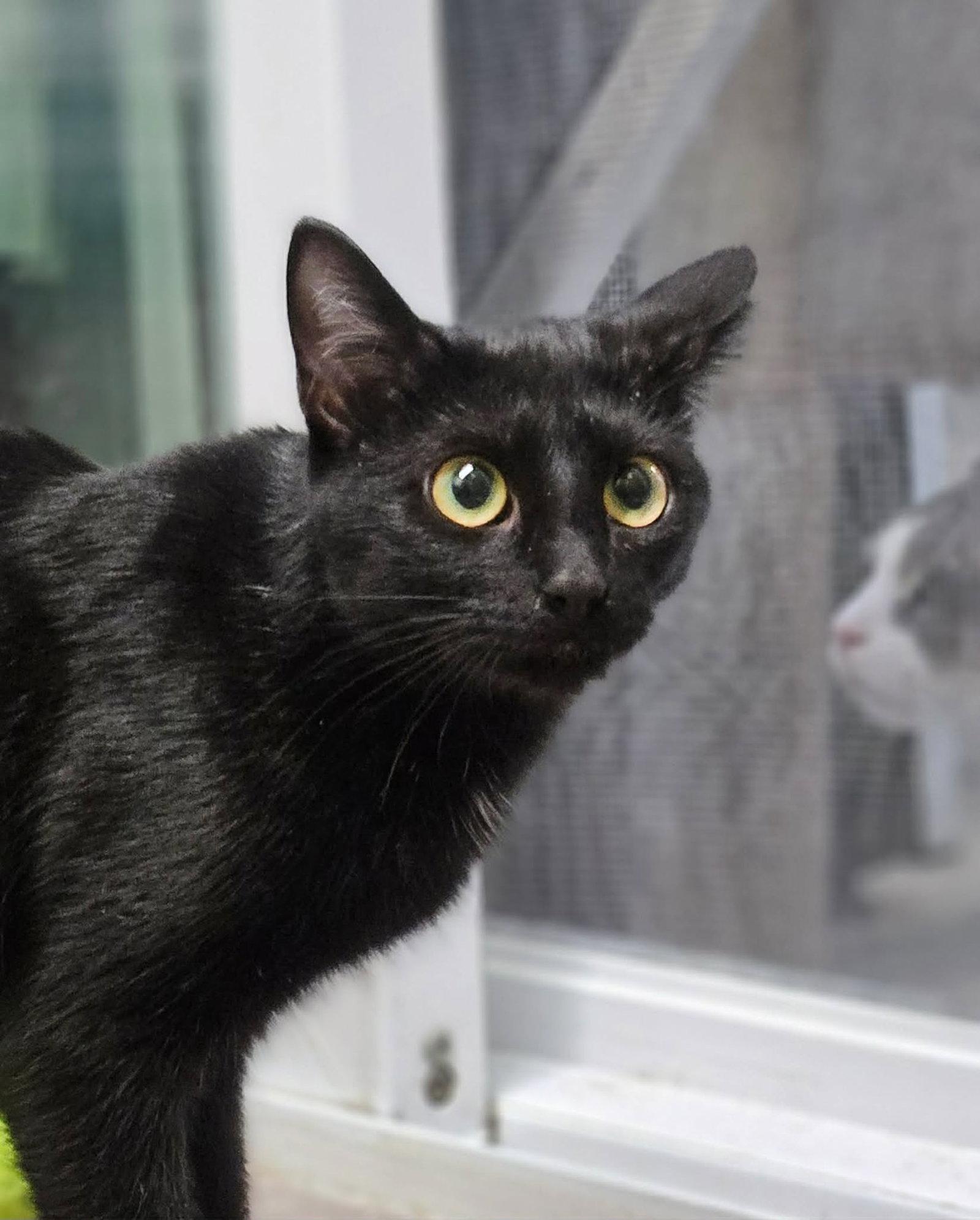 Enlarge Shimmer, a Adopted Domestic Short Hair in Gonic, NH image 3/3