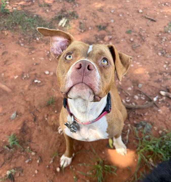 Coco, Adoptable, Young Female Pit Bull Terrier & Mixed Breed.