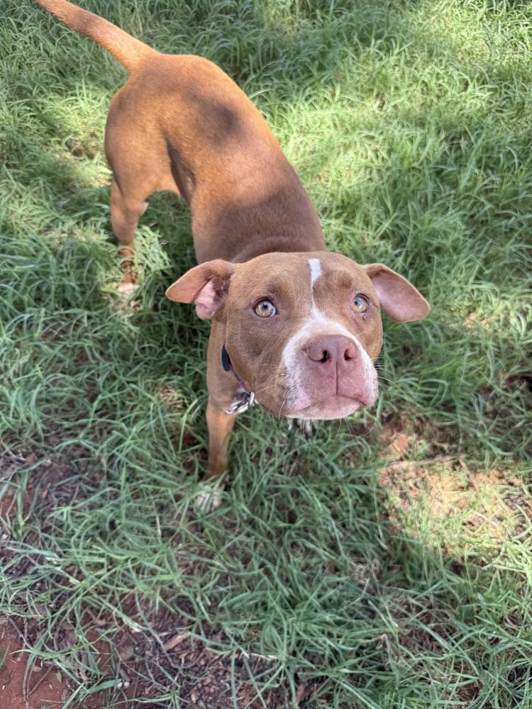 Enlarge Coco, a Adoptable mixed breed in Warr Acres, OK image 2/3
