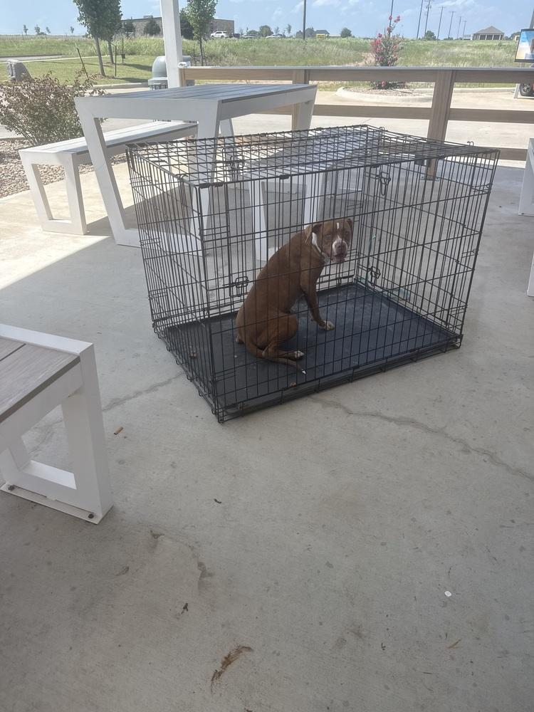 Enlarge Coco, a Adoptable mixed breed in Warr Acres, OK image 3/3