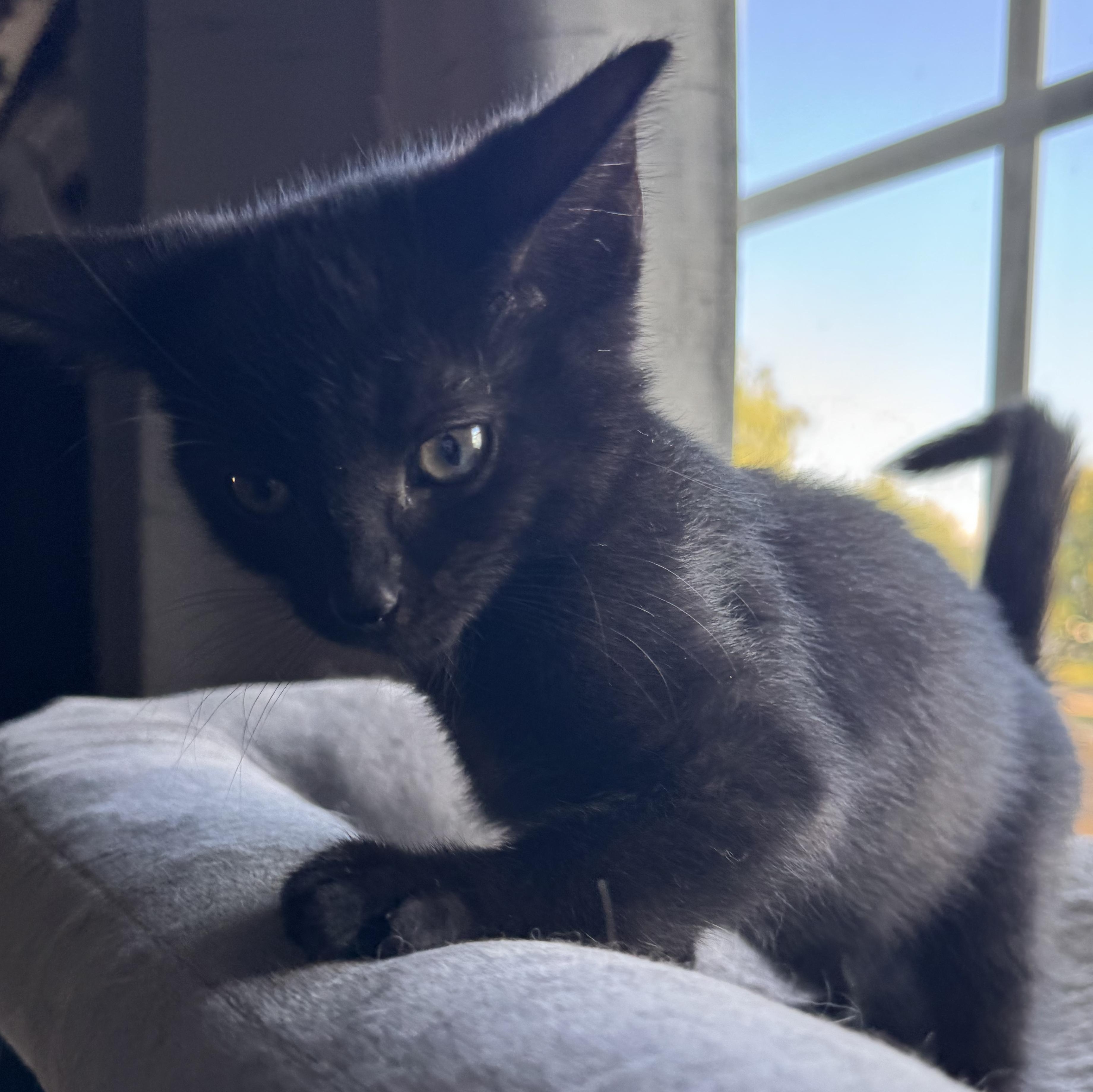 Ryno, adopted, Kitten Male Domestic Short Hair.