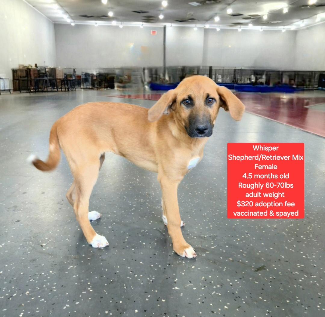 Whisper, ADOPTABLE, Puppy Female Shepherd & Retriever.