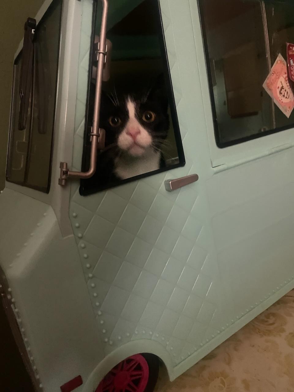 Lucy, an adoptable Domestic Short Hair in Union Gap, WA, 98903 | Photo Image 1