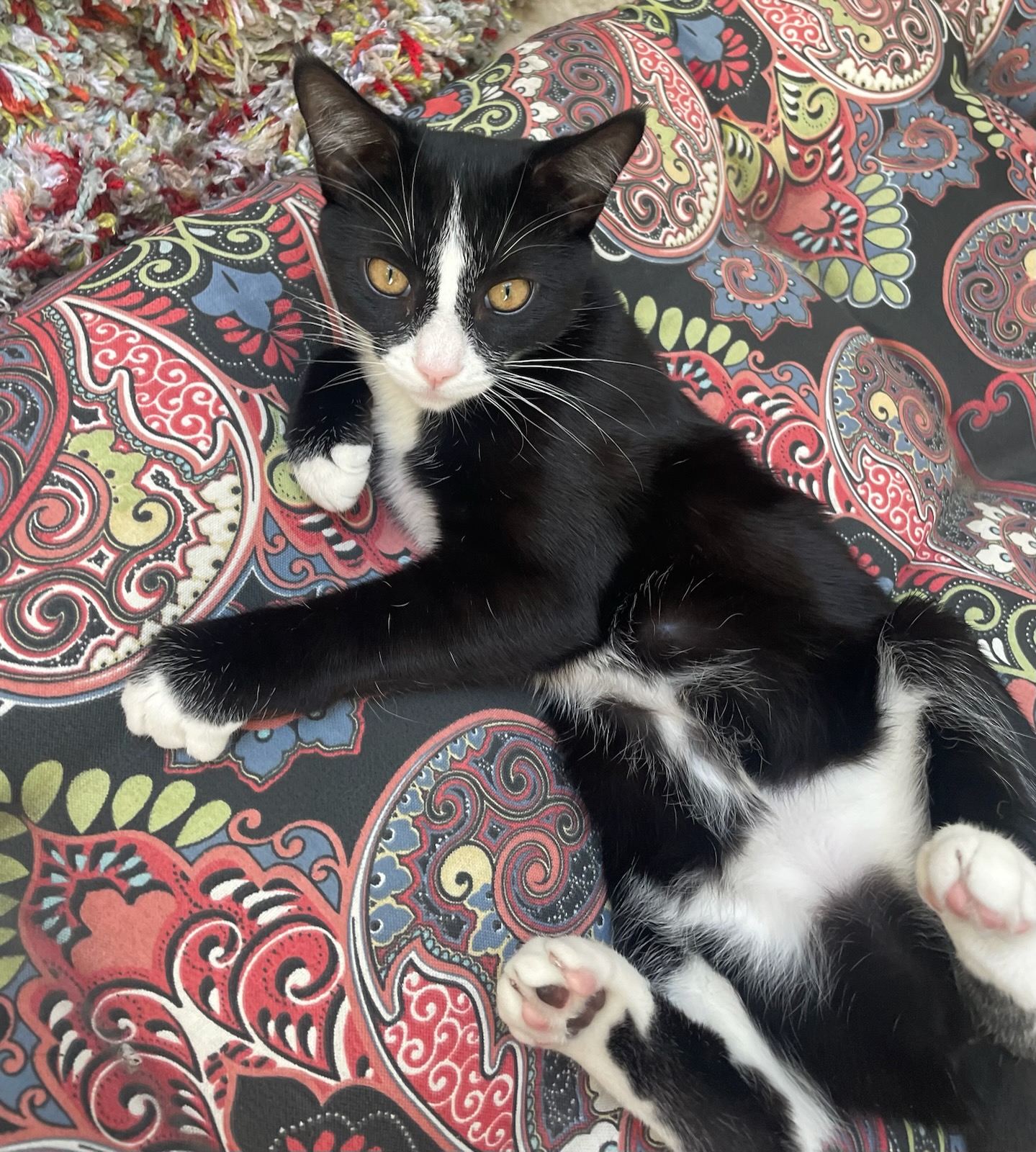 Lucy, an adoptable Domestic Short Hair in Union Gap, WA, 98903 | Photo Image 2