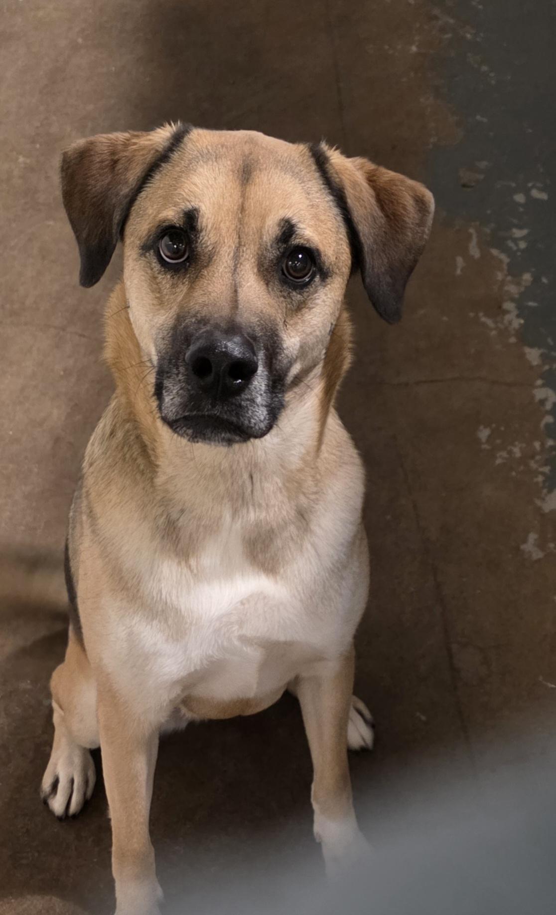 Enlarge Bambi , a ADOPTABLE mixed breed in Toledo, OH image 1/1