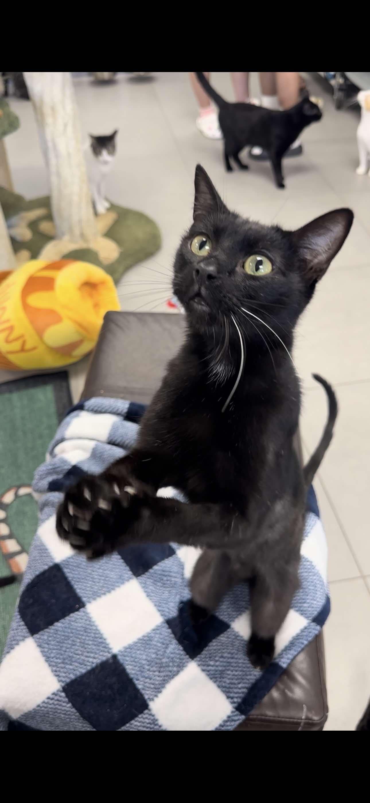 Onyx, Adult Male unknown