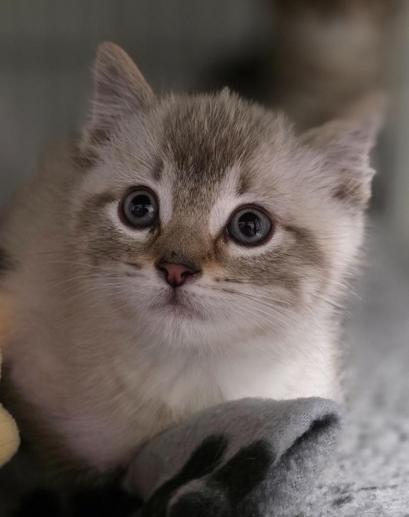 Townie, Adoptable, Kitten Male Domestic Short Hair.