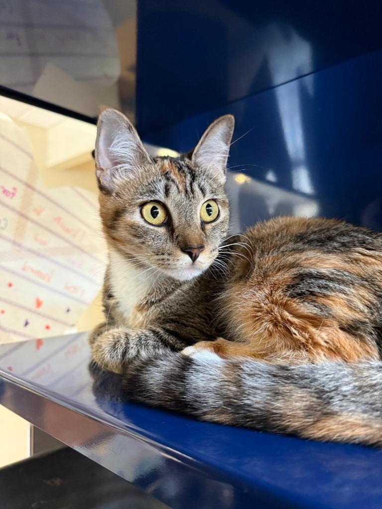 Enlarge Lori, a Adoptable mixed breed in Little Elm, TX image 1/1