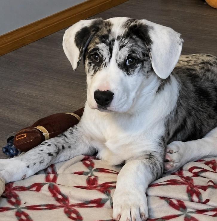 Enlarge Stefon, an adopted mixed breed in New Lenox, IL image 2/2