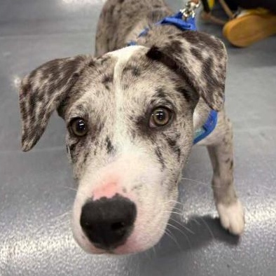 Stefon, adopted, Puppy Male Catahoula Leopard Dog & Husky.