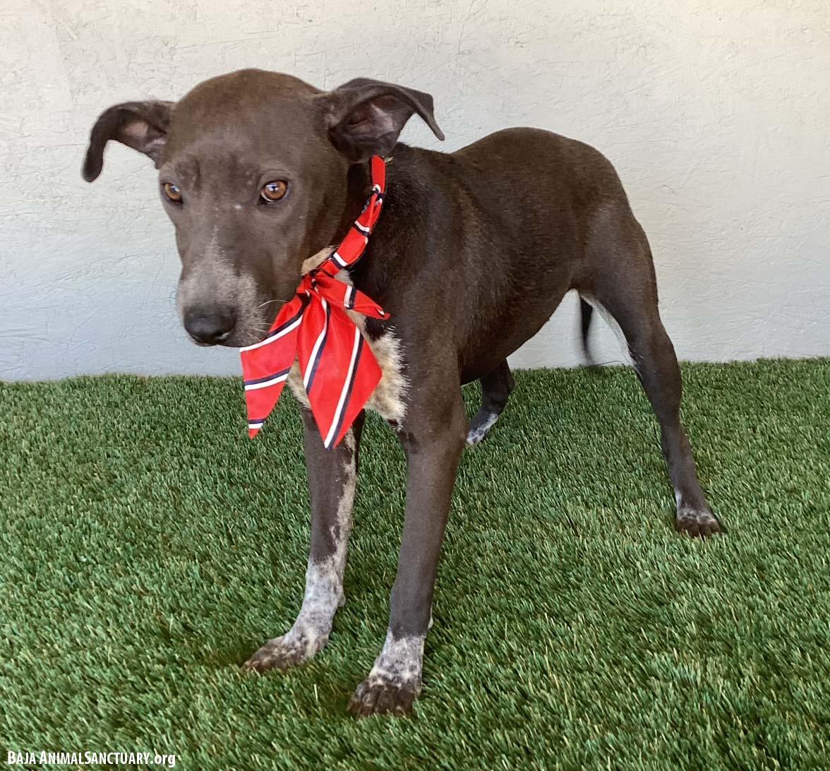 Enlarge Rachel, a Adoptable mixed breed in San Diego, CA image 2/3