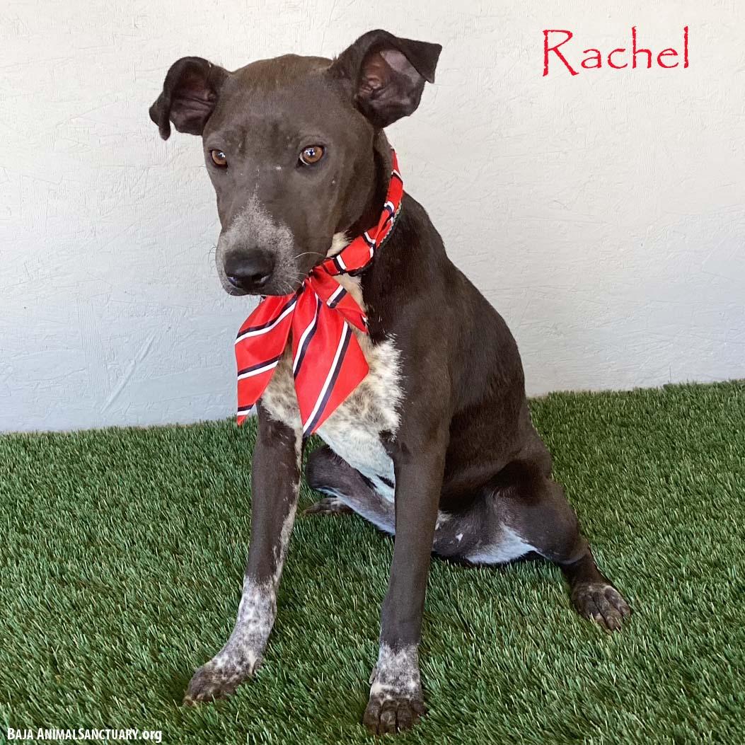 Enlarge Rachel, a Adoptable mixed breed in San Diego, CA image 1/3