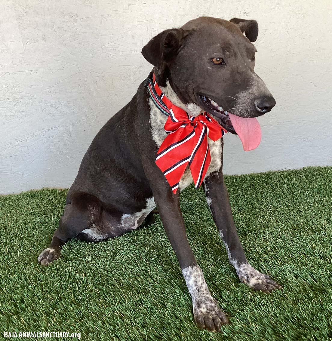 Enlarge Rachel, a Adoptable mixed breed in San Diego, CA image 3/3