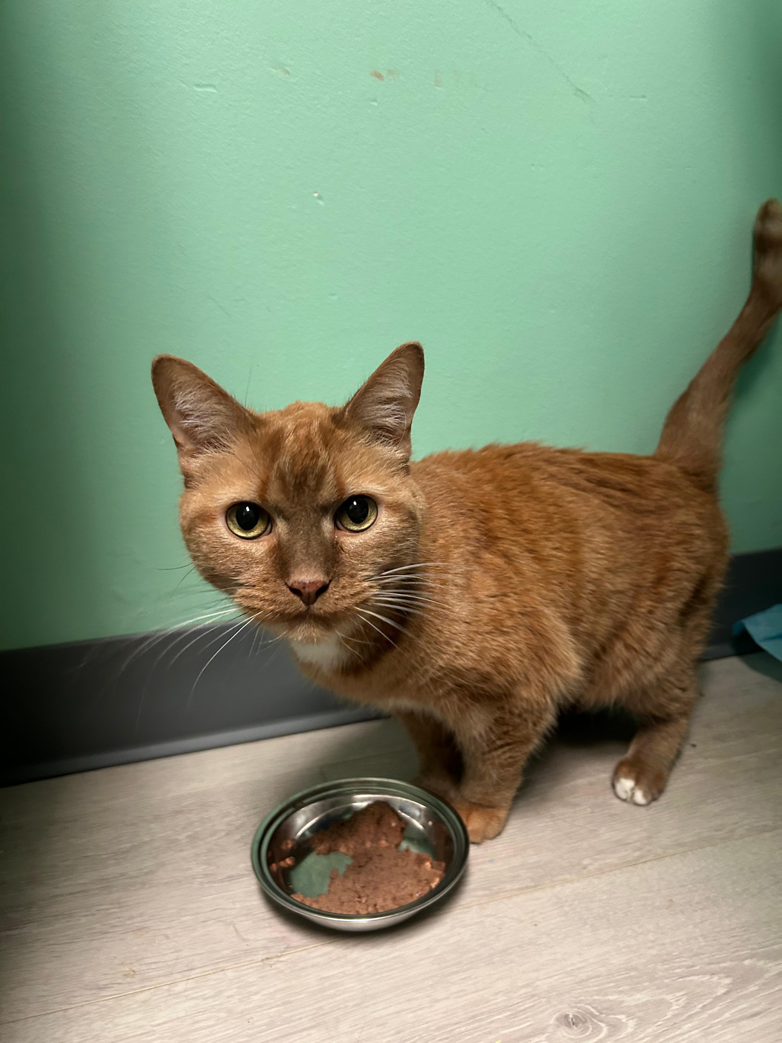 Fiona, ADOPTABLE, Adult Female Tabby.