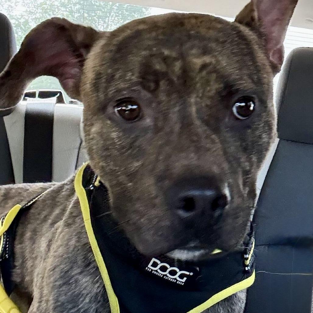 Enlarge Pumba, a Adoptable Pit Bull Terrier in York, PA image 3/6