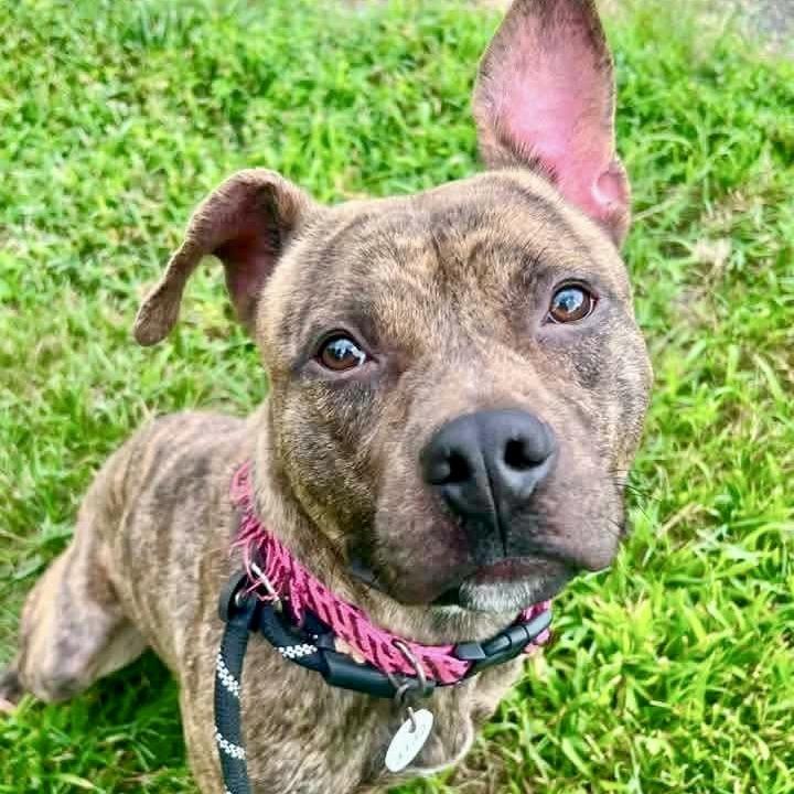 Enlarge Pumba, a Adoptable Pit Bull Terrier in York, PA image 5/6