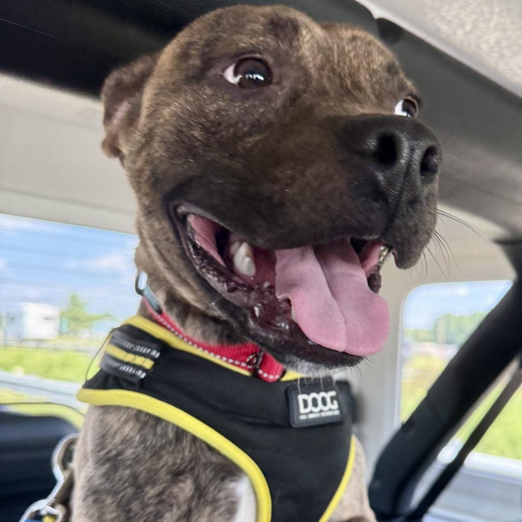 Pumba, Adoptable, Young Male Pit Bull Terrier.
