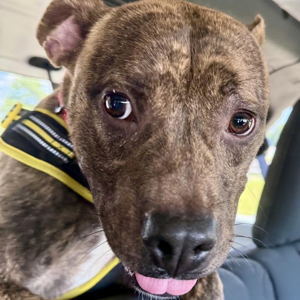 Enlarge Pumba, a Adoptable Pit Bull Terrier in York, PA image 6/6