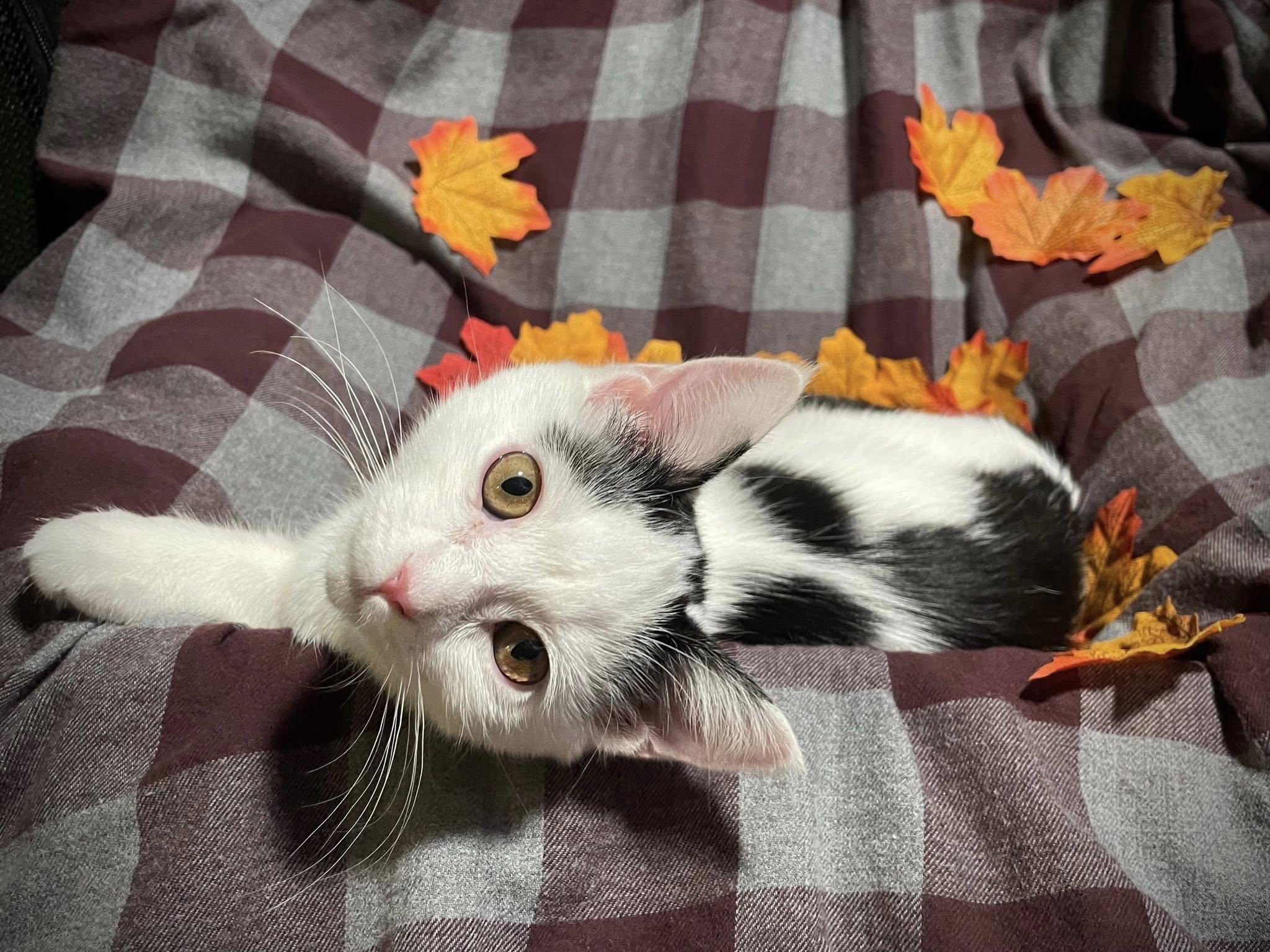 Coven, Adoptable, Kitten Female Domestic Short Hair.